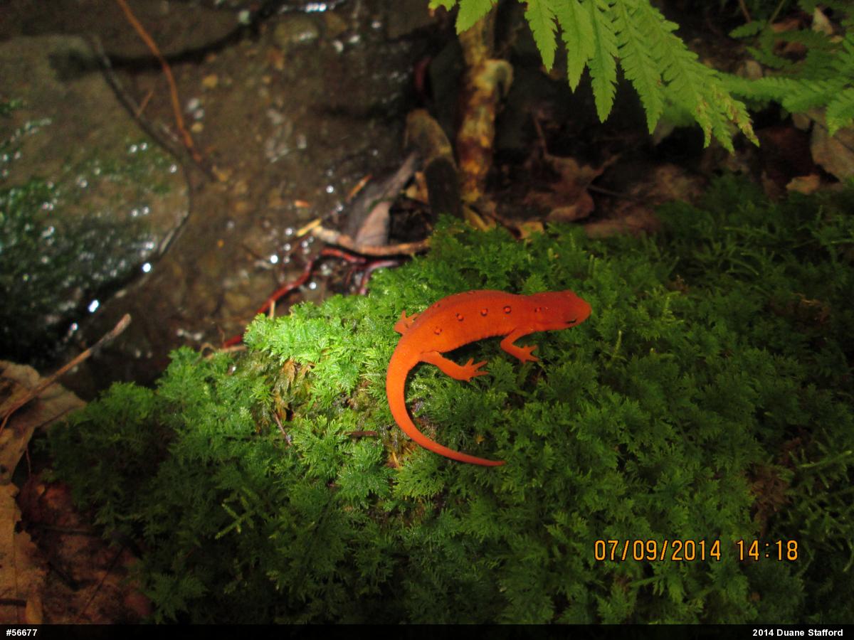 Red-spotted Newt