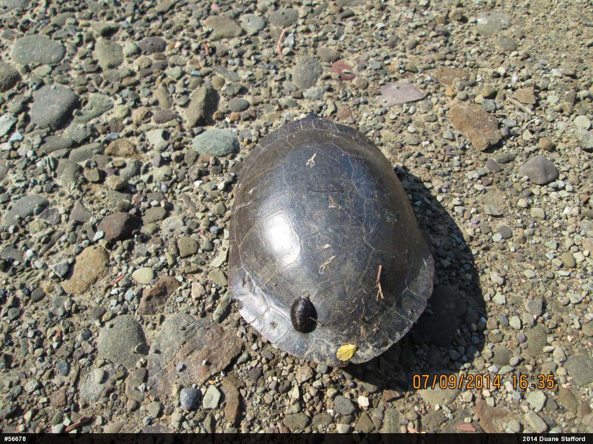 Midland Painted Turtle