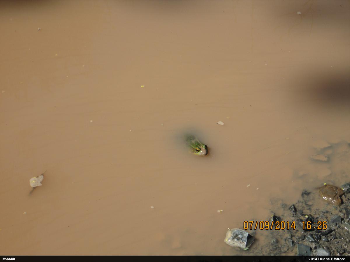 Green Frog