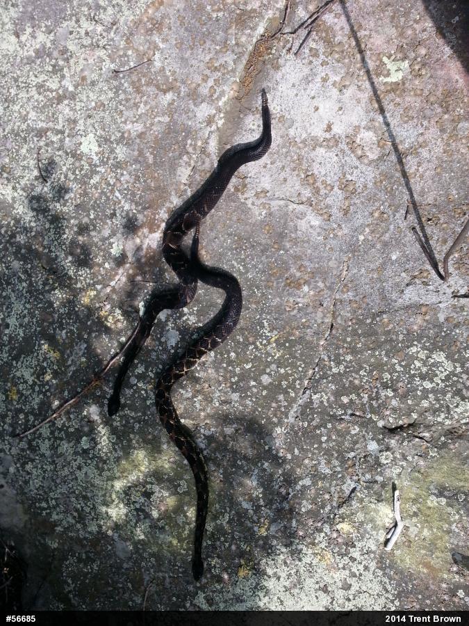 Timber Rattlesnake