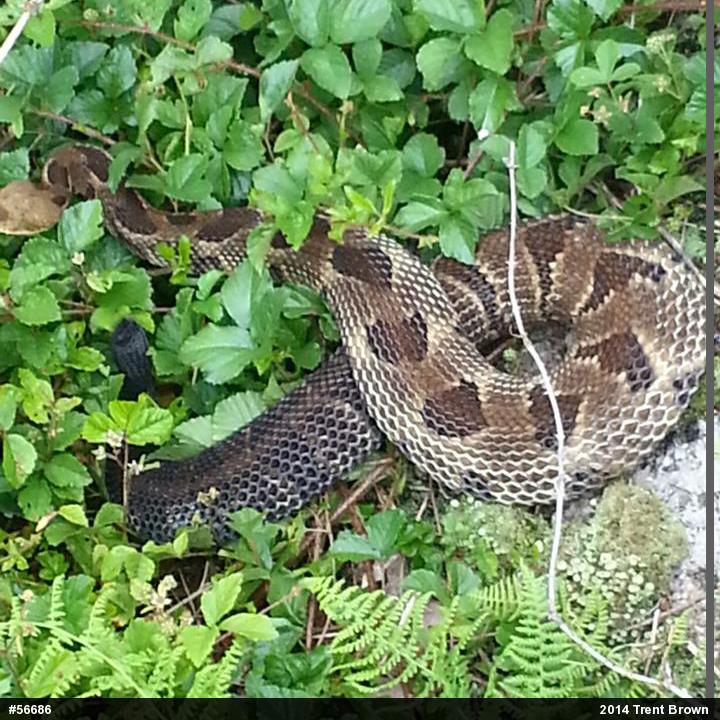 Timber Rattlesnake
