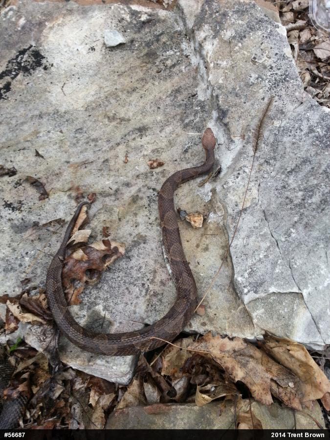 Northern Copperhead