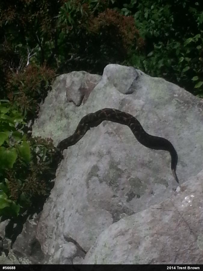 Timber Rattlesnake