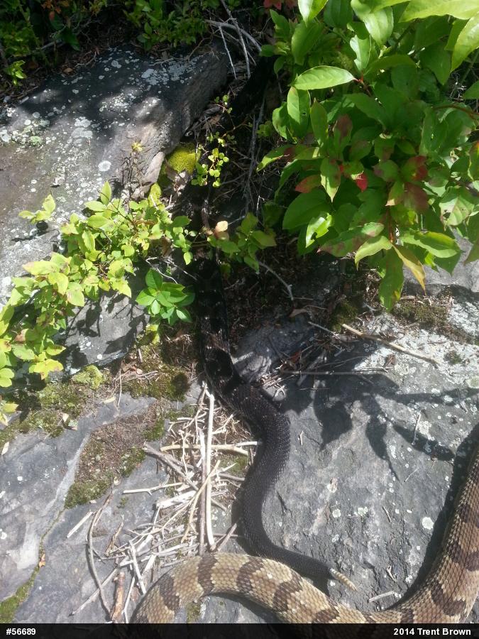 Timber Rattlesnake