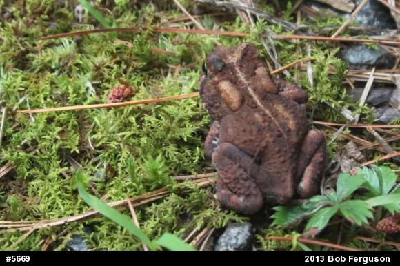 Eastern American Toad