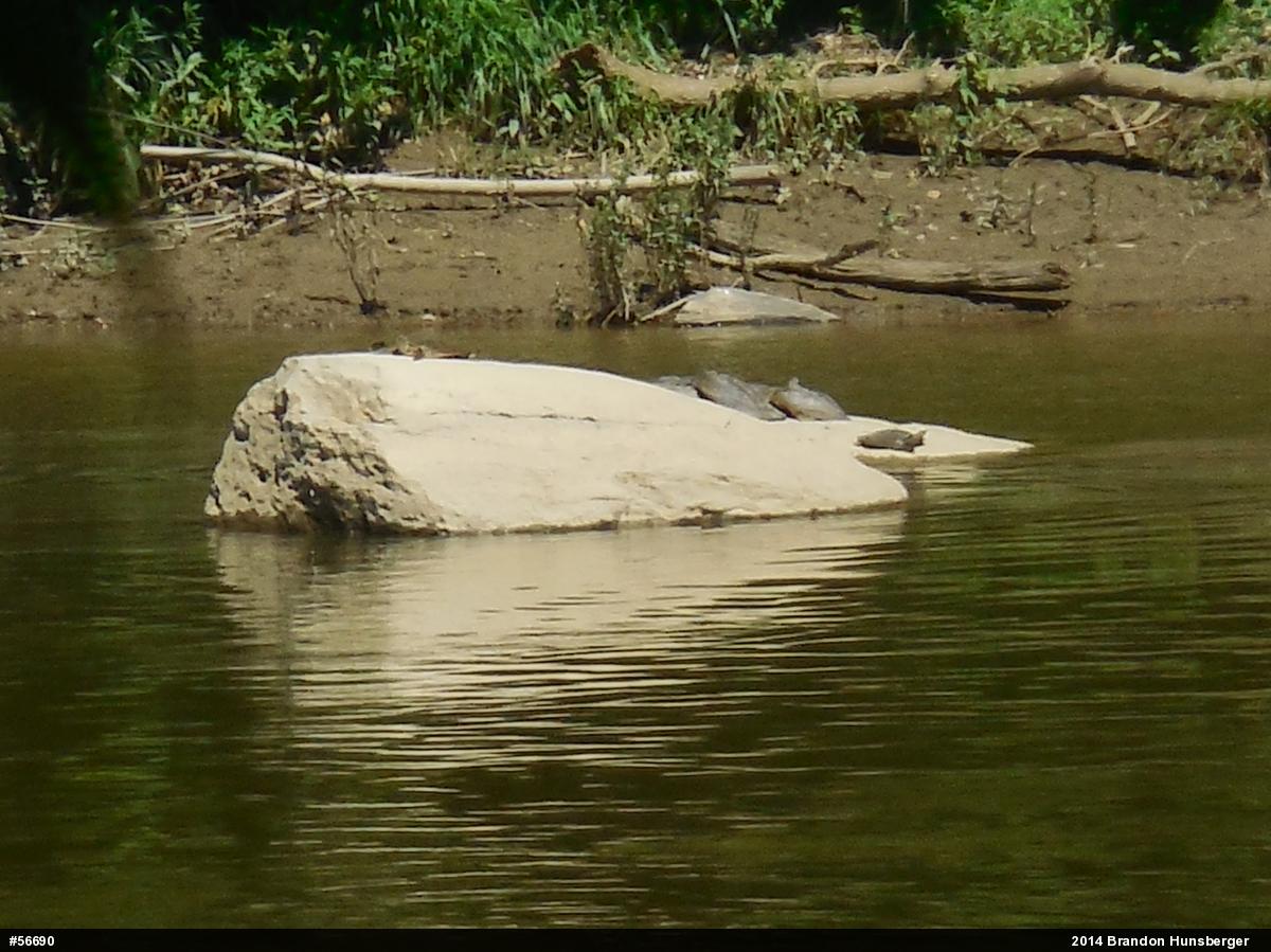 Eastern Spiny Softshell
