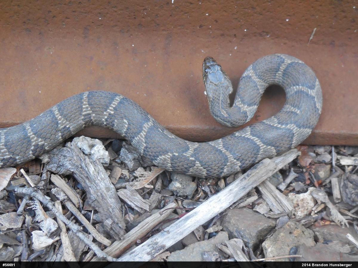 Northern Watersnake