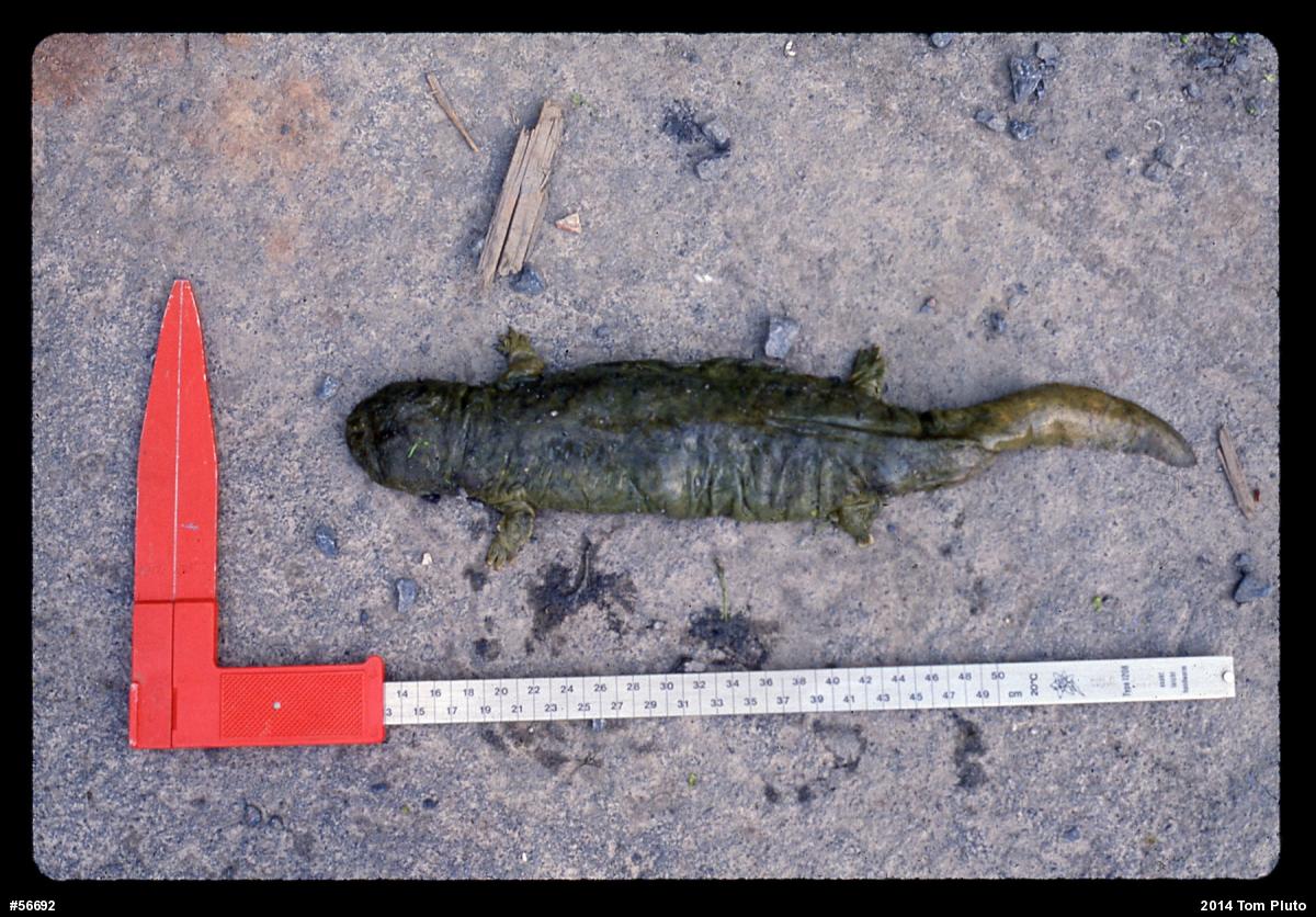 Eastern Hellbender