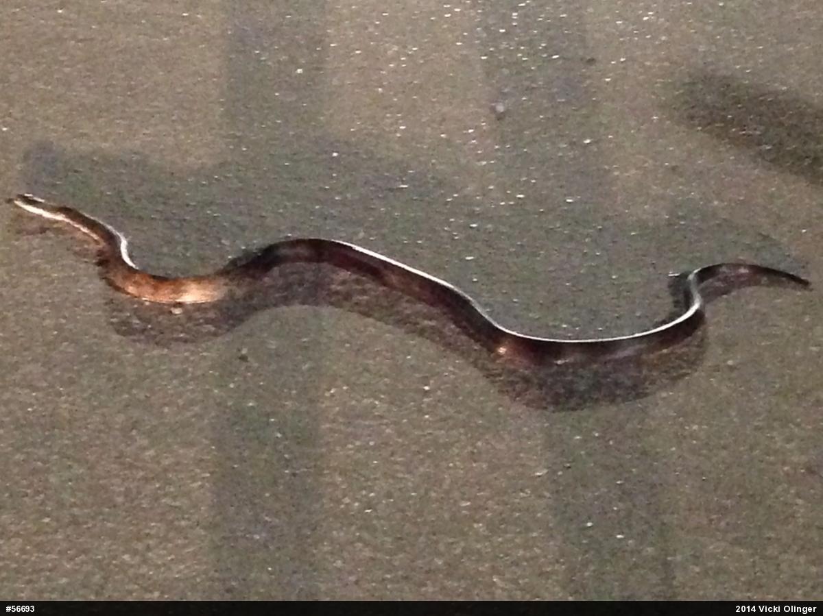 Eastern Ratsnake