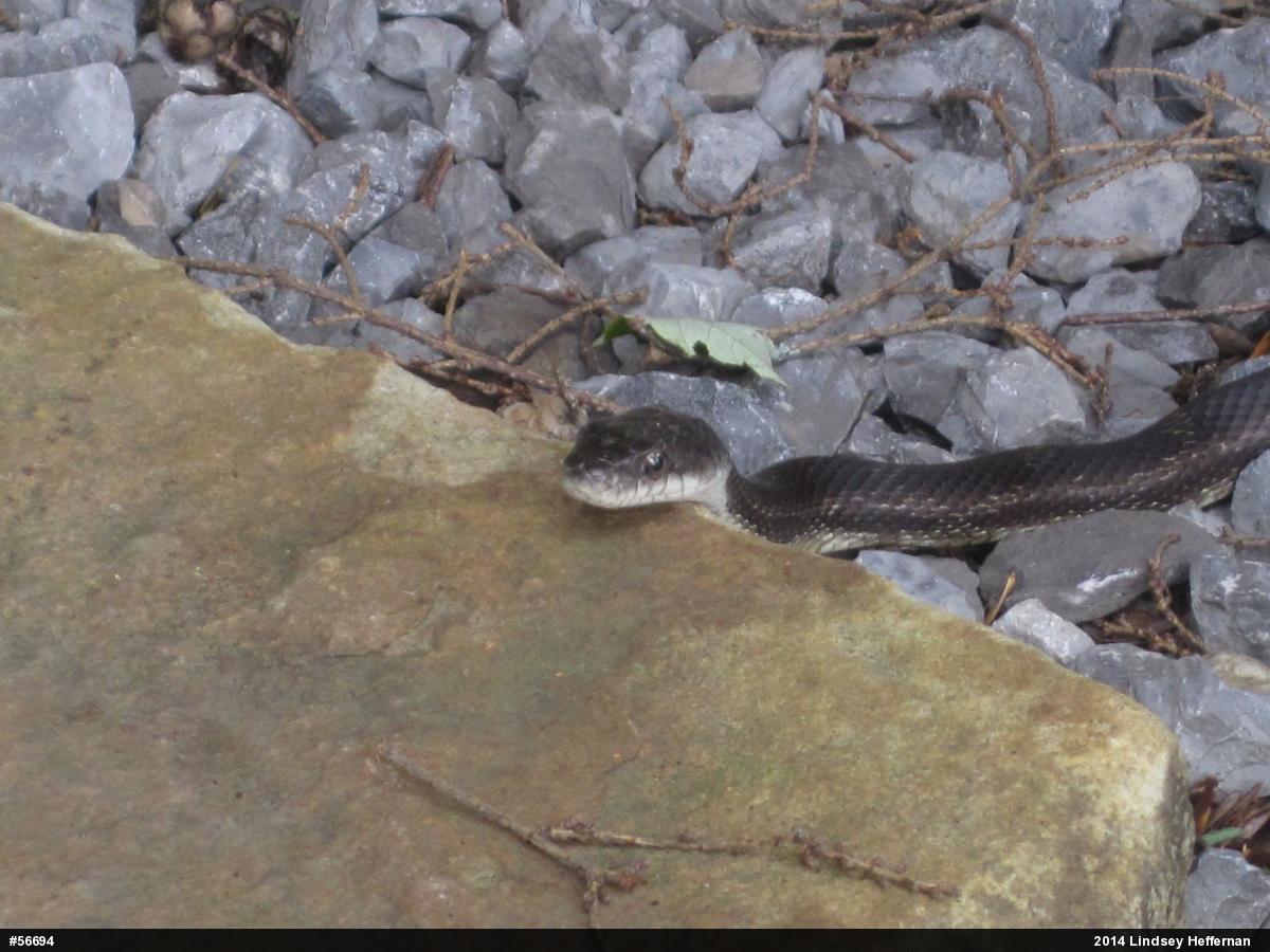 Eastern Ratsnake