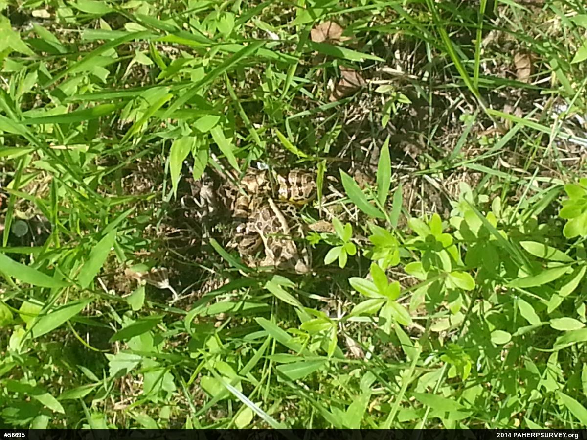 Pickerel Frog