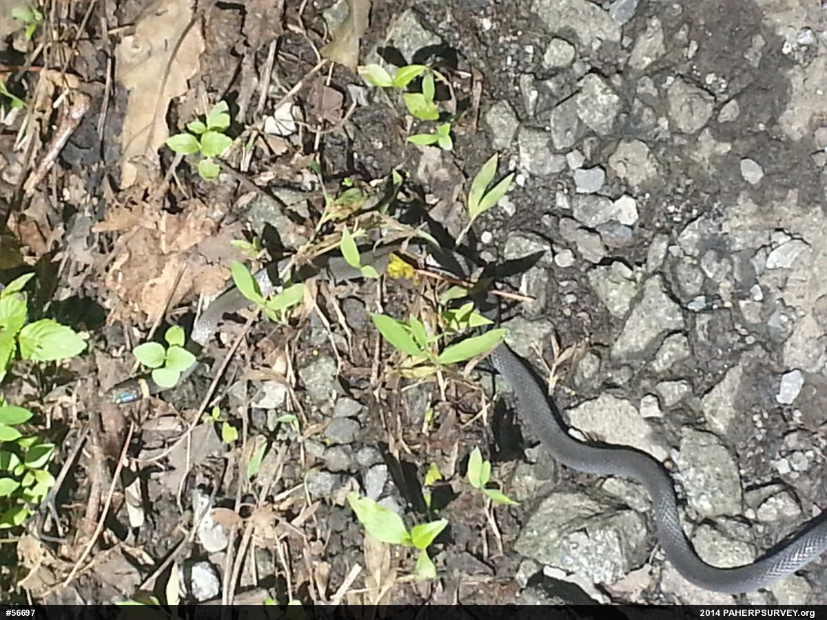 Northern Ring-necked Snake