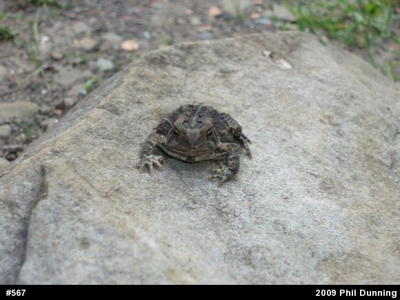 Eastern American Toad