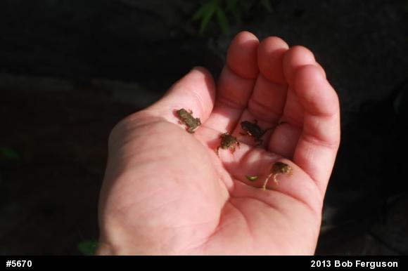True Toads