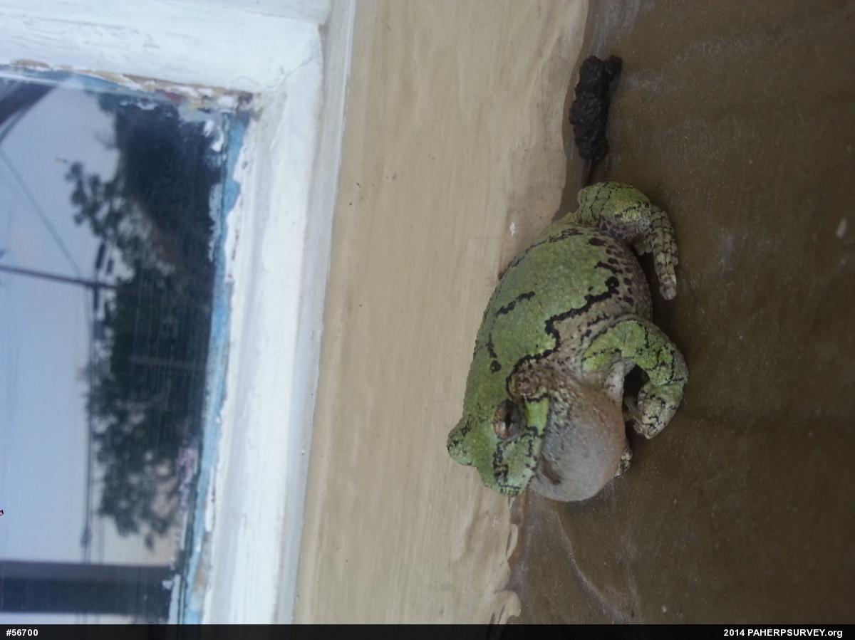 Unknown Gray Treefrog