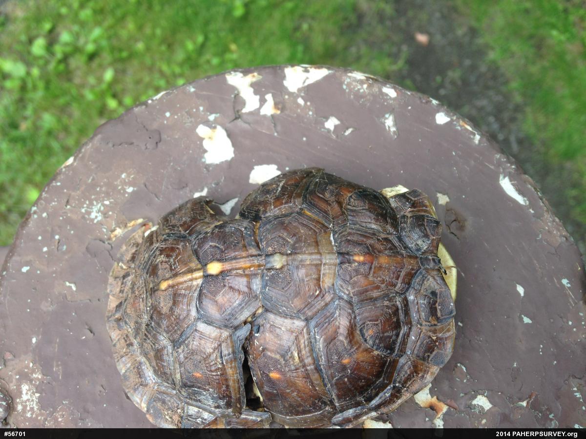 Eastern Box Turtle