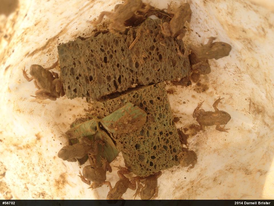 Eastern American Toad