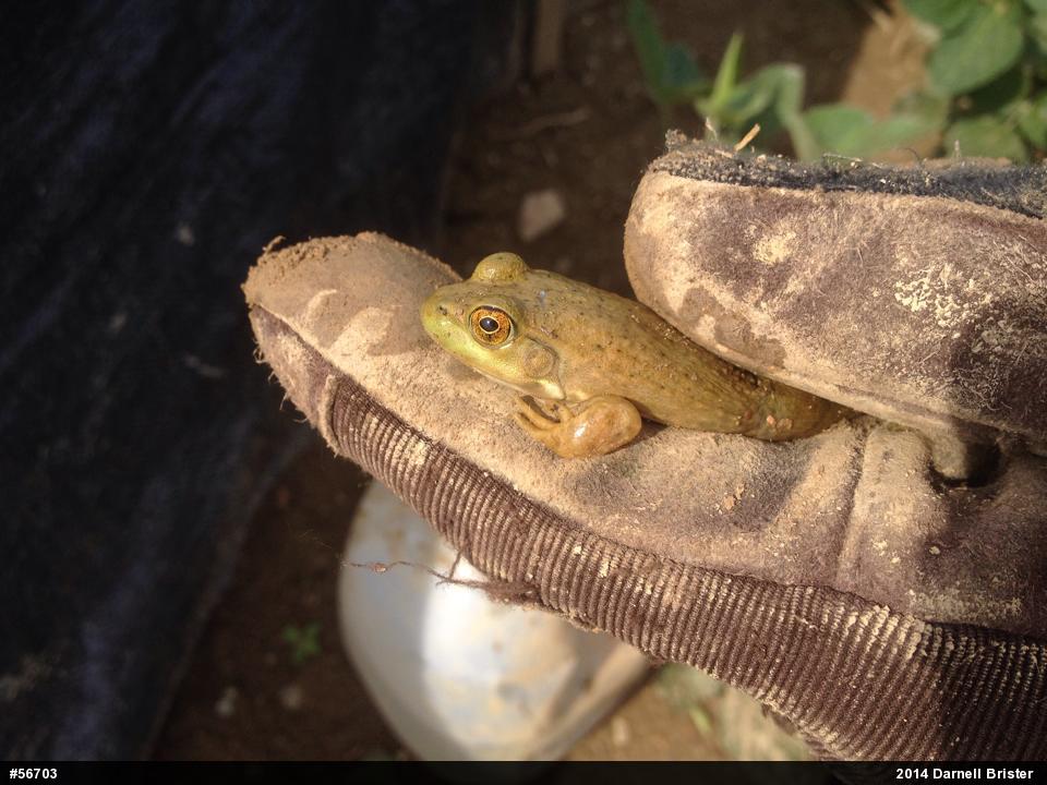 American Bullfrog
