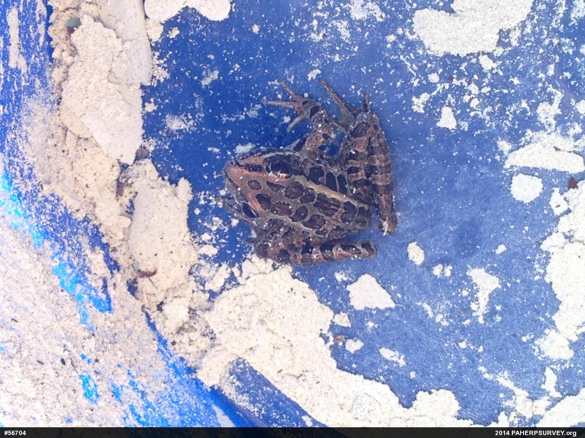 Pickerel Frog