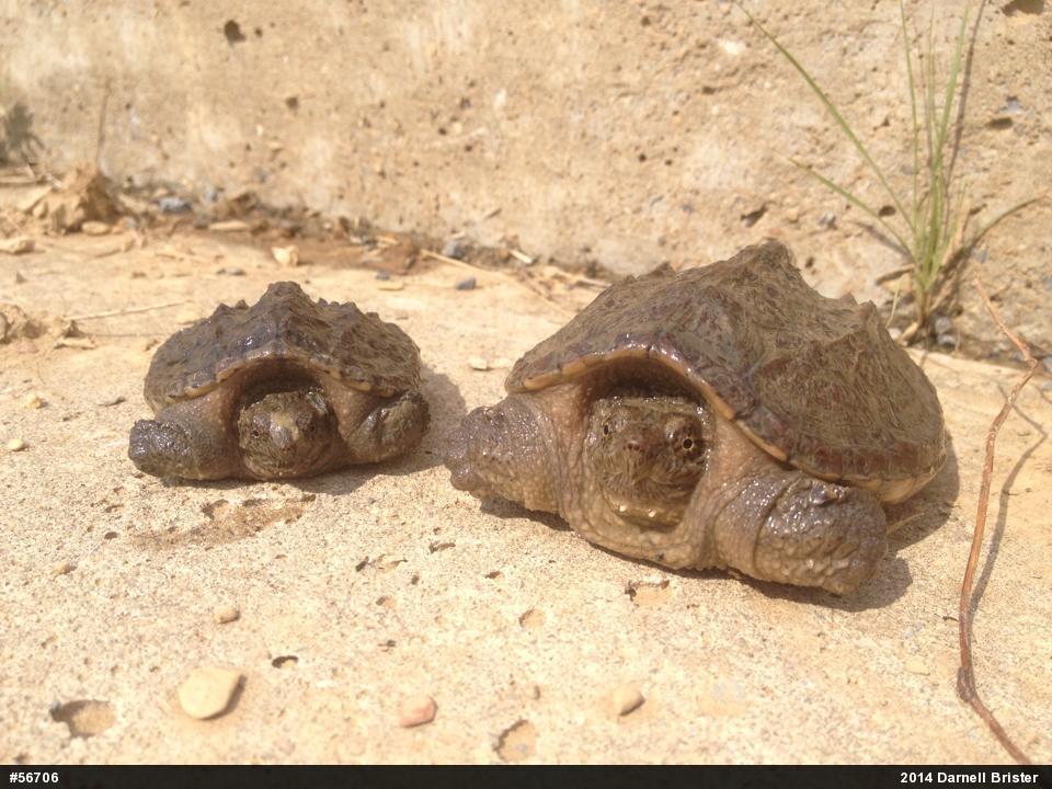 Snapping Turtle
