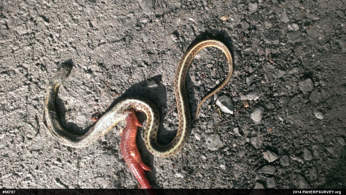 Eastern Gartersnake