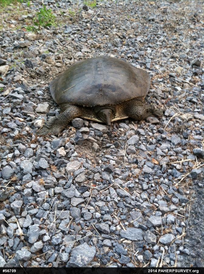 Eastern Spiny Softshell