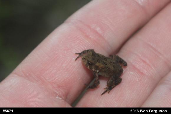 Eastern American Toad