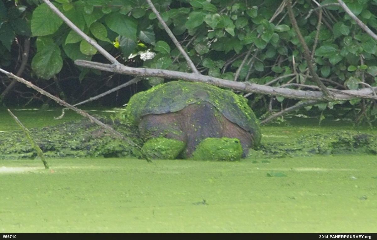 Snapping Turtle