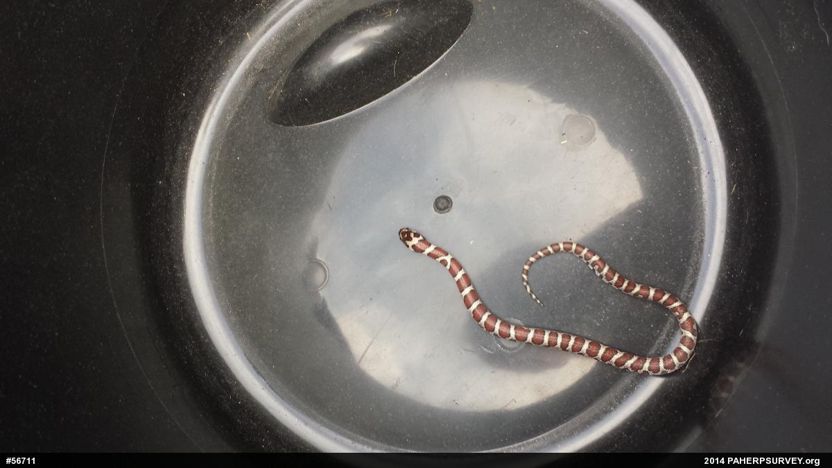 Eastern Milksnake