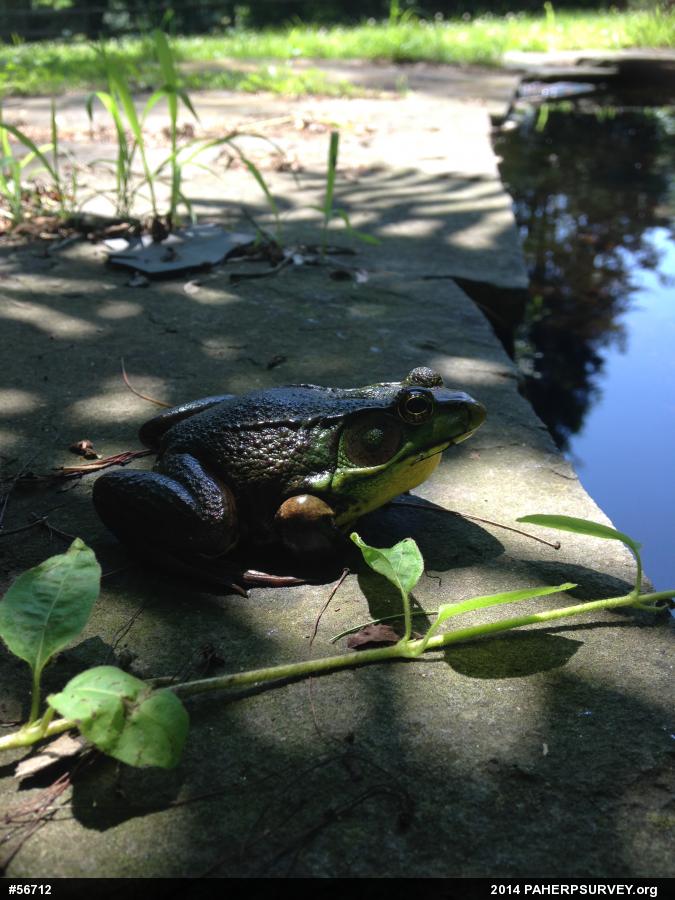 Green Frog