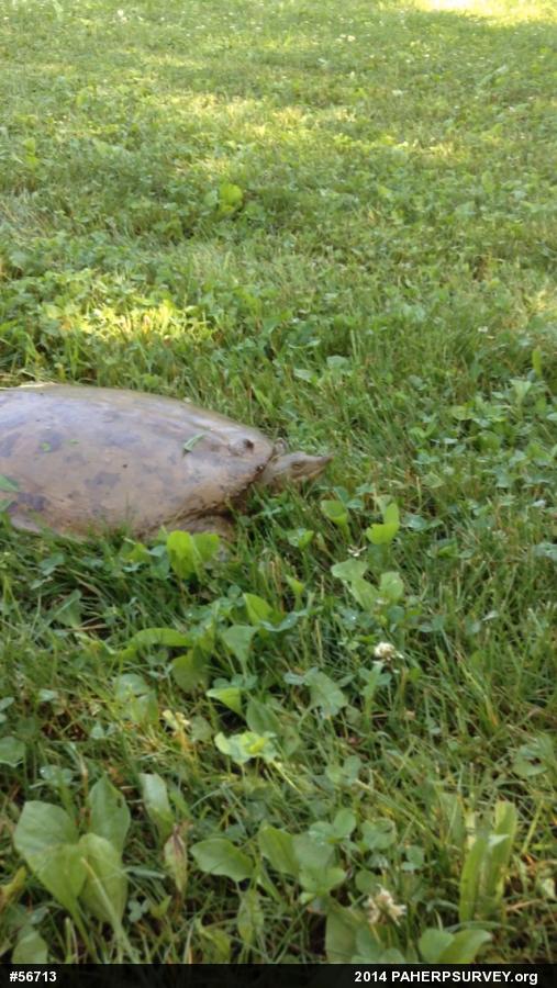 Eastern Spiny Softshell