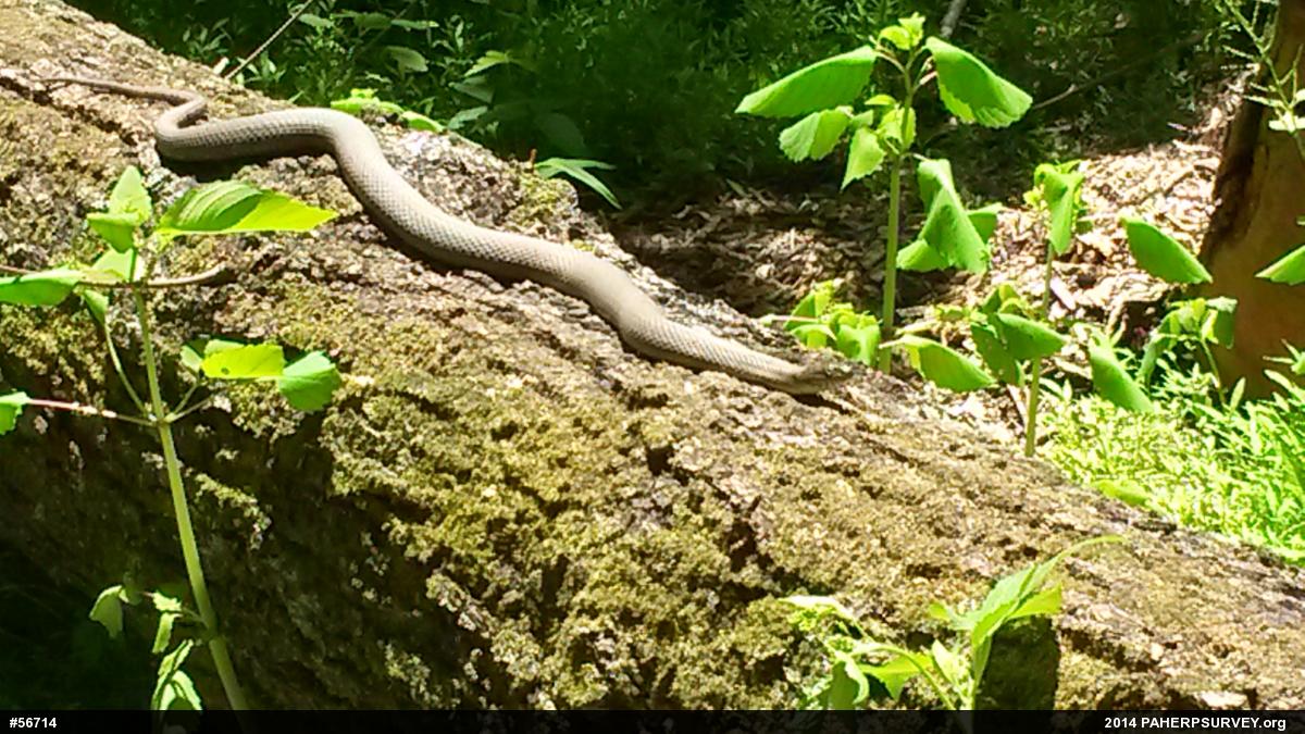 Northern Watersnake