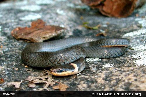 Northern Ring-necked Snake