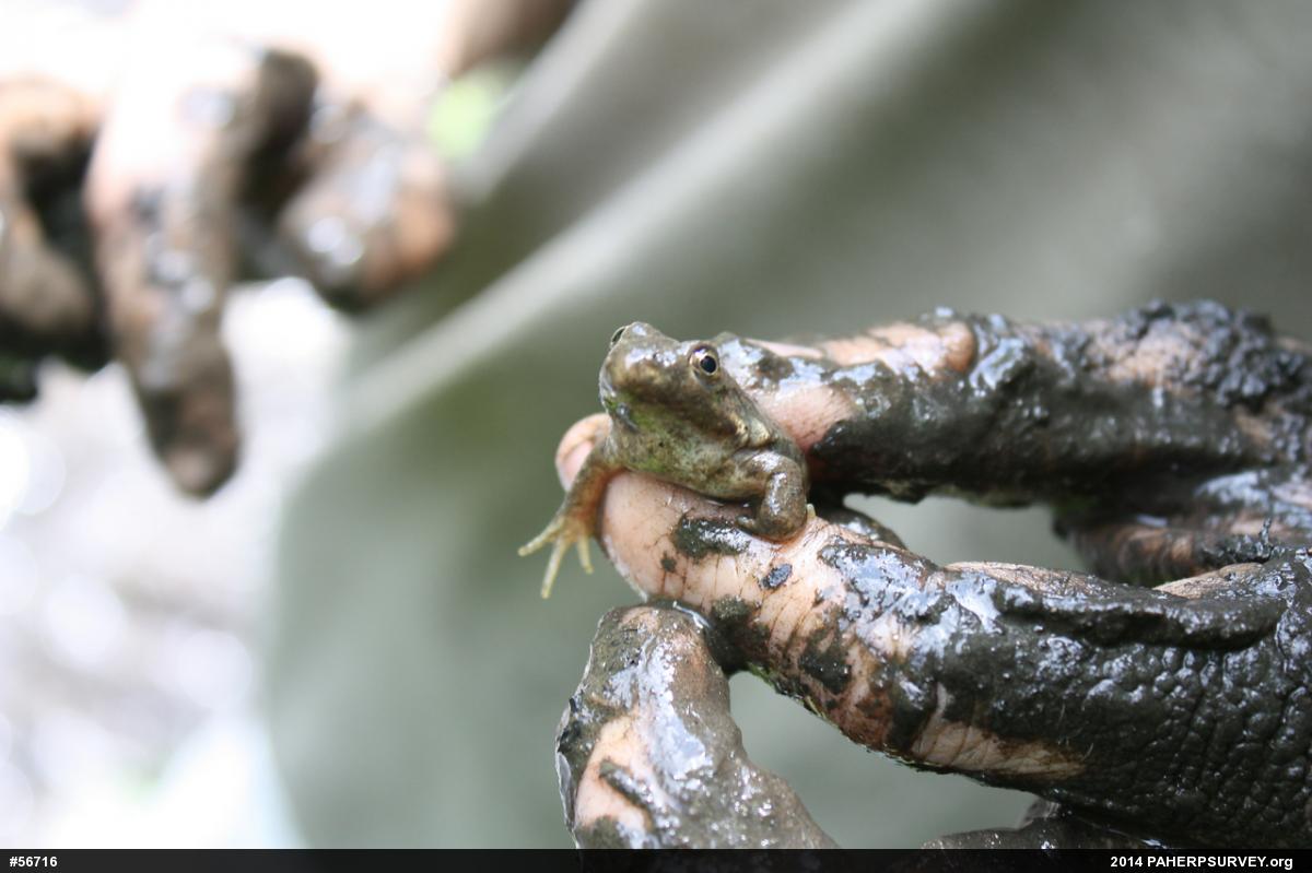 American Bullfrog