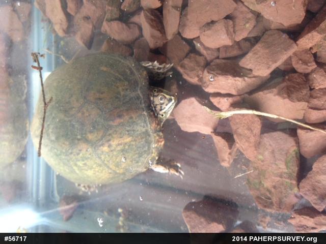 Eastern Musk Turtle