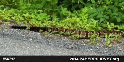 Timber Rattlesnake