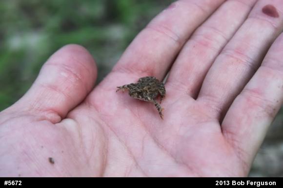 True Toads