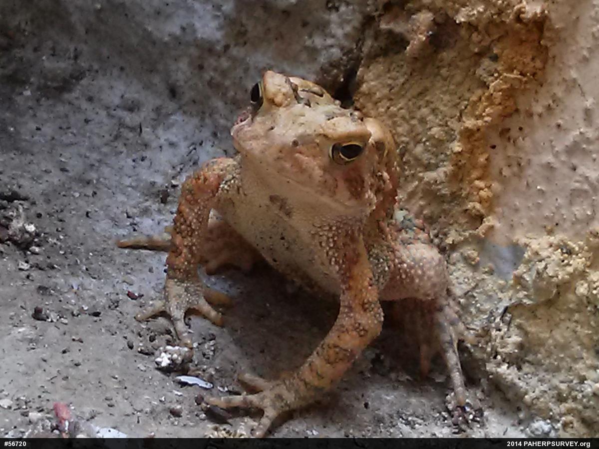 Eastern American Toad