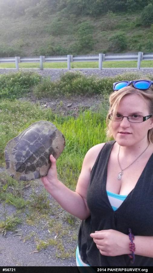 Northern Map Turtle