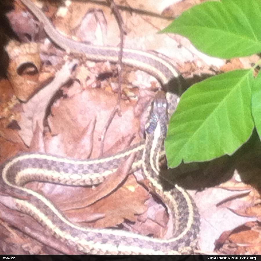 Eastern Gartersnake
