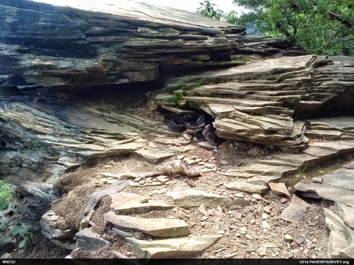 Timber Rattlesnake