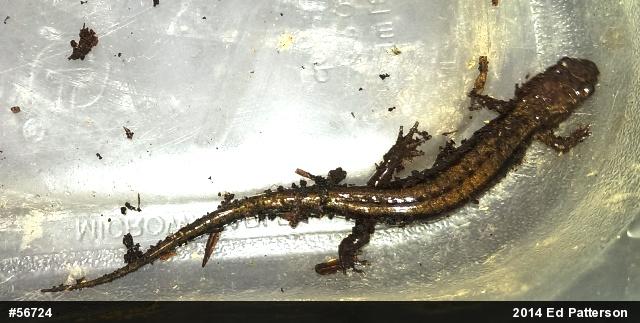 Allegheny Mountain Dusky Salamander