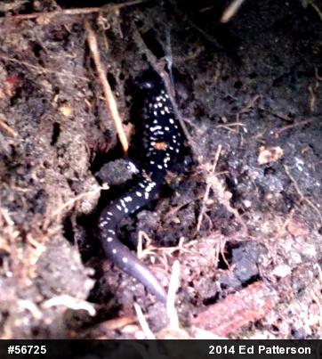 Northern Slimy Salamander