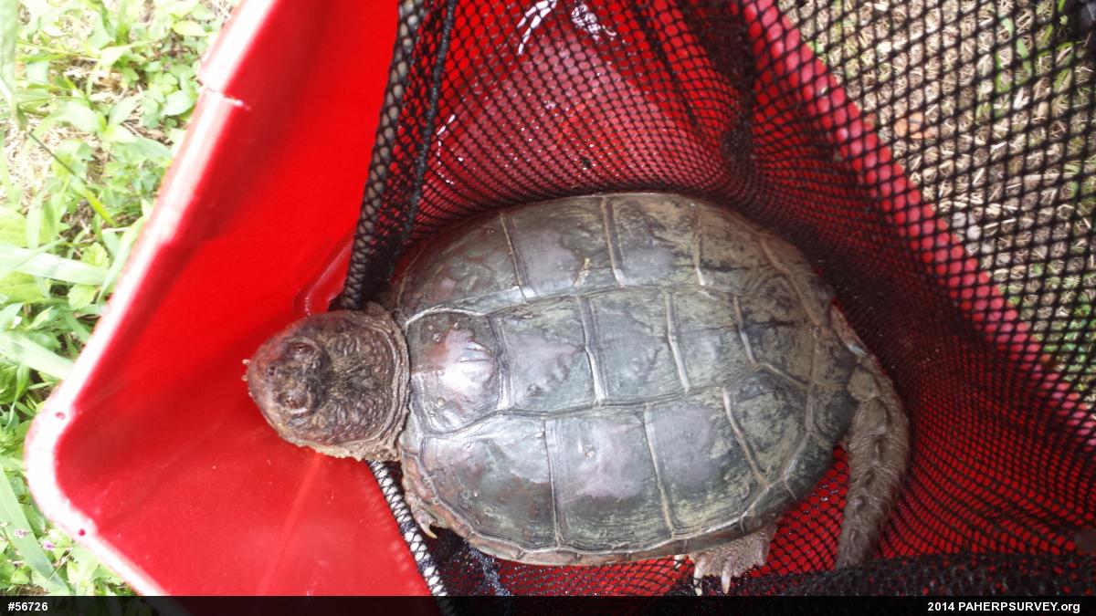 Snapping Turtle