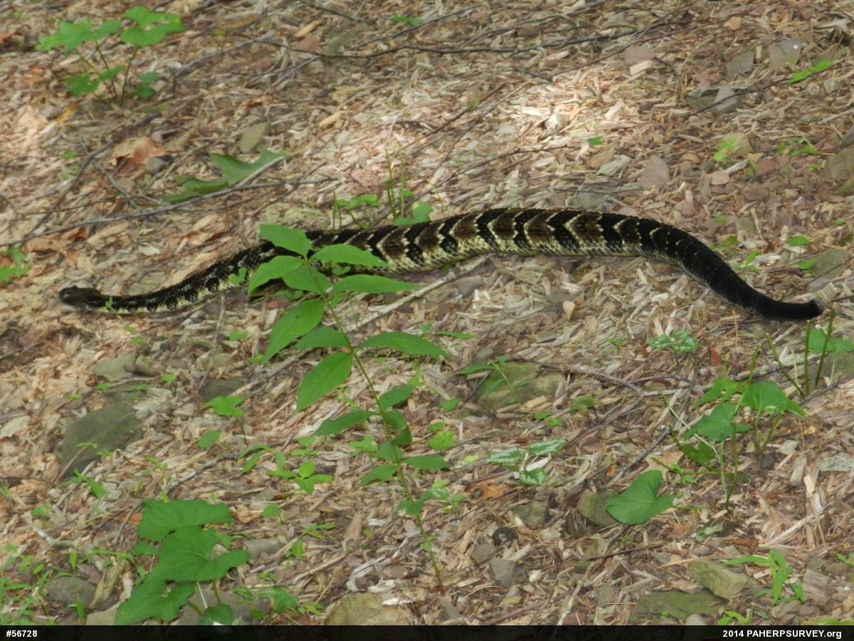Timber Rattlesnake