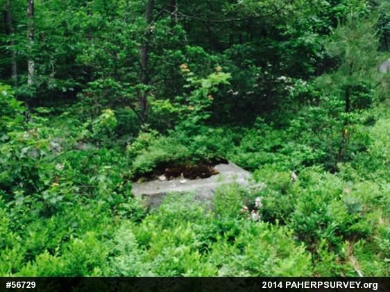 Timber Rattlesnake