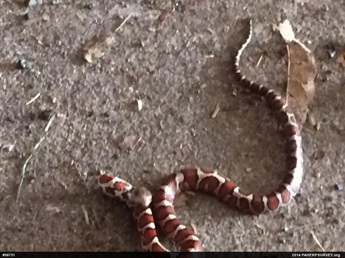 Eastern Milksnake