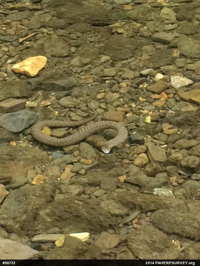 Northern Watersnake