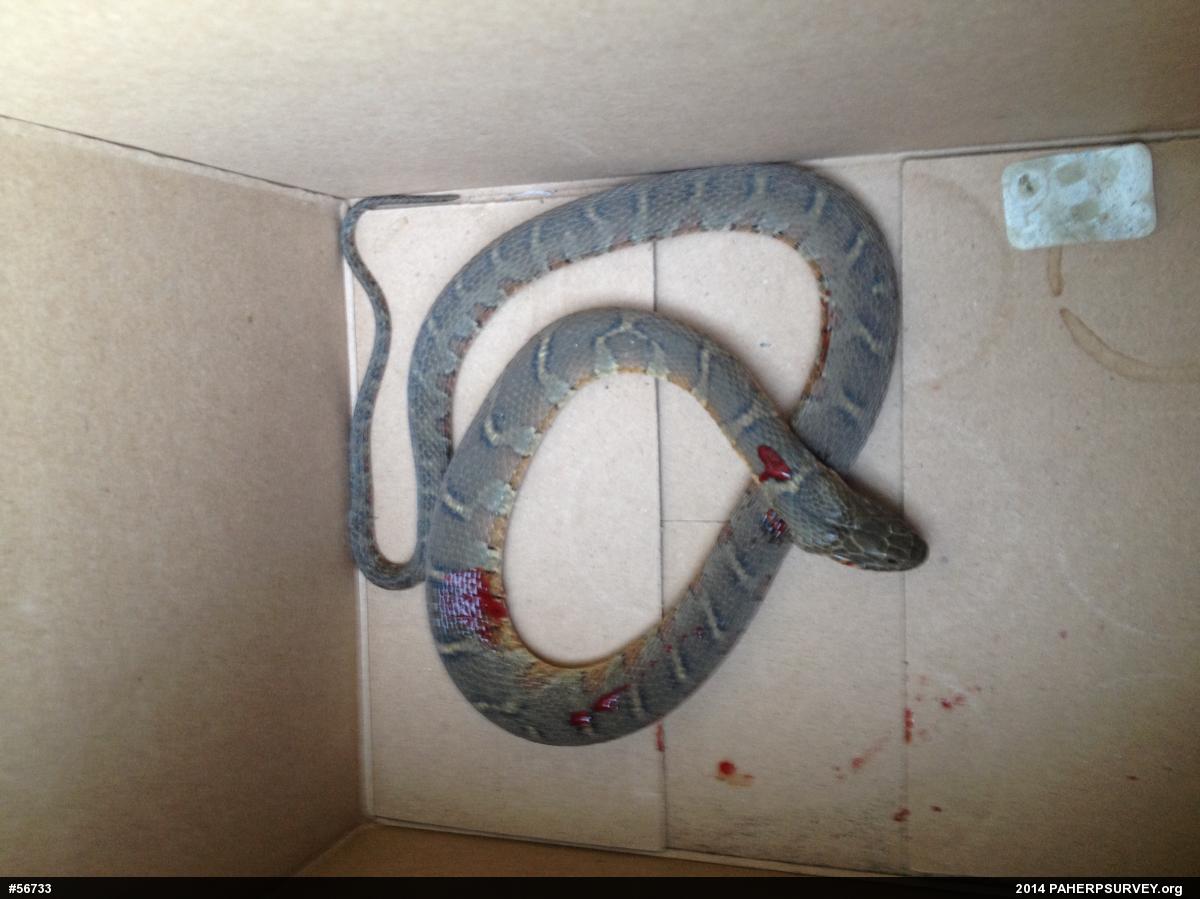 Northern Watersnake