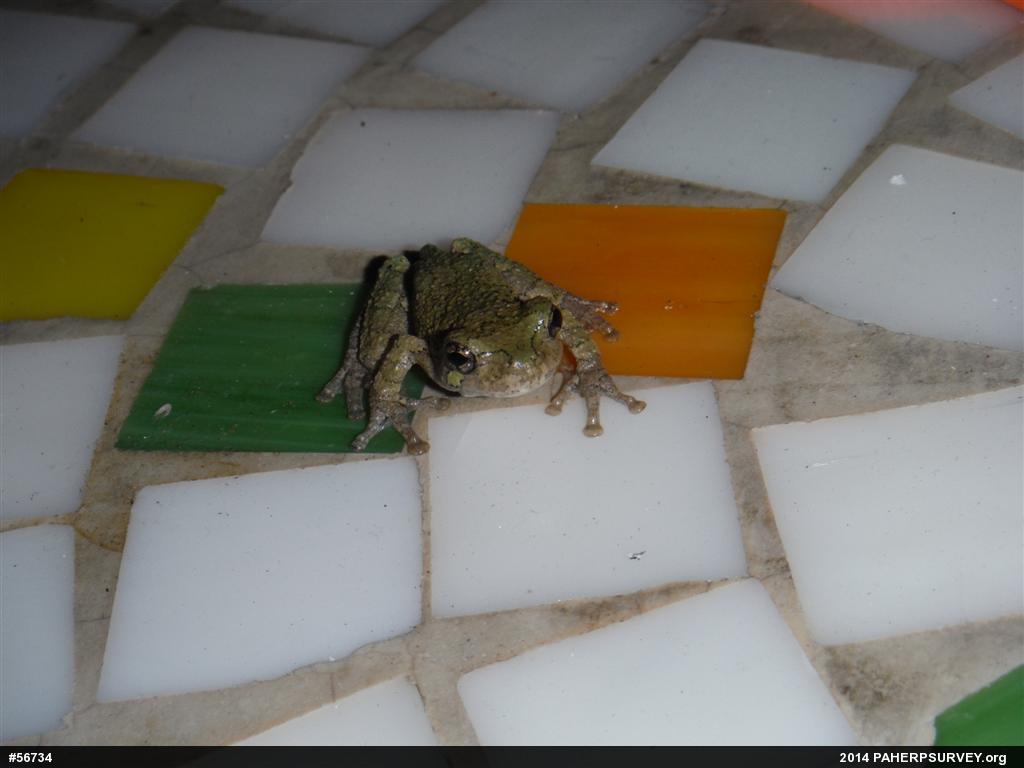 Unknown Gray Treefrog